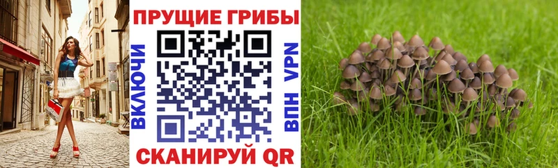 хочу   Таганрог  Псилоцибиновые грибы MAGIC MUSHROOMS 